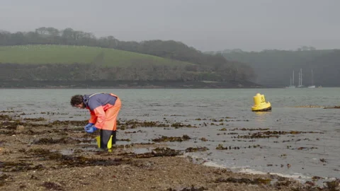 Hand picking and foraging scallops wide angle 스톡 동영상 171296733