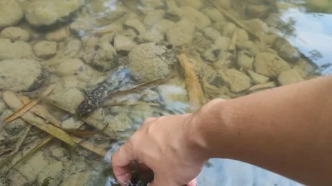 Hand Picking Up and Placing Smooth Stone in Clear Stream Water Stock Footage 346607434