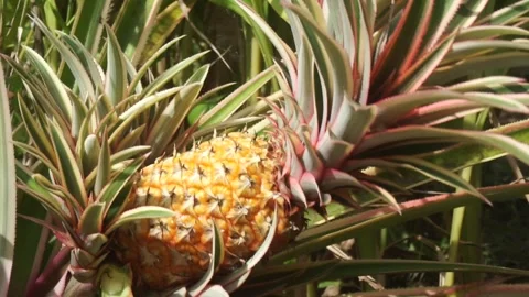 Hand picking and twisting small shoots from a ripe pineapple in the garden Stock Footage 331668014