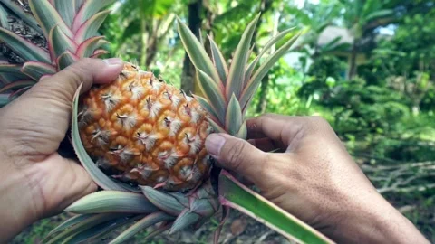 Hand picking and twisting small shoots from a ripe pineapple in the garden Stock Footage 331668019