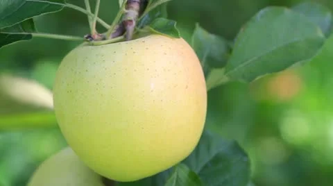 Hand picking an apple. Stock Footage 12511348