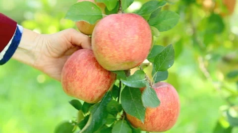 Hand picking an apple. Stock-Footage 12511522