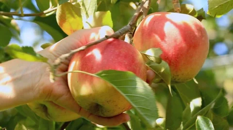 Hand picking an apple. Stock-Footage 12511527