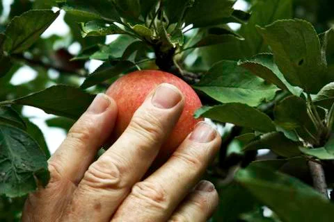 Hand picking an apple 스톡 사진