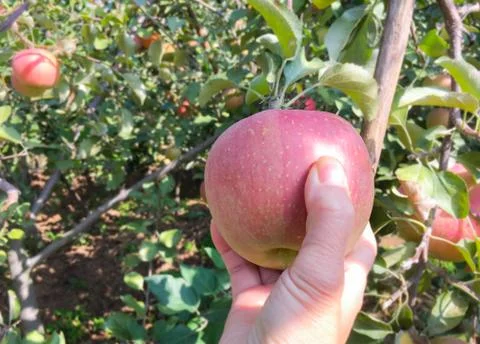 Hand picking an apple Stock Photos