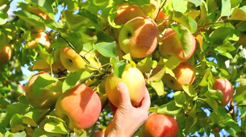 Hand picking an apple from a tree. Stock Footage 32904041