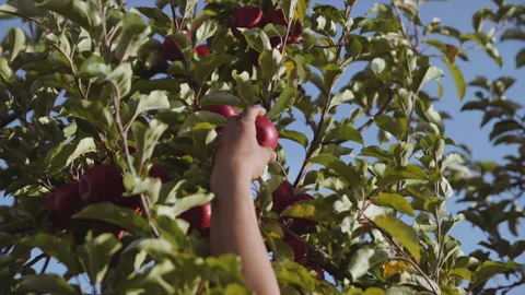 A hand picking an apple from the tree 스톡 동영상 135101336
