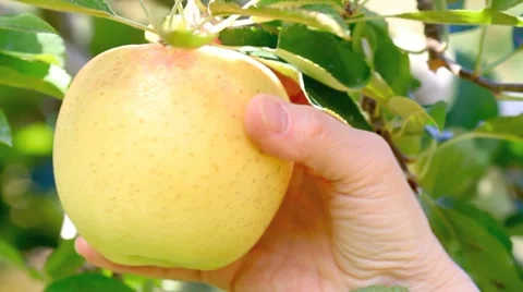 Hand picking apples from an apple tree. Stock-Footage 12511223