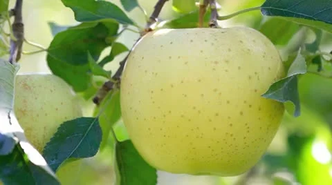Hand picking apples from an apple tree. Video stock 12511242