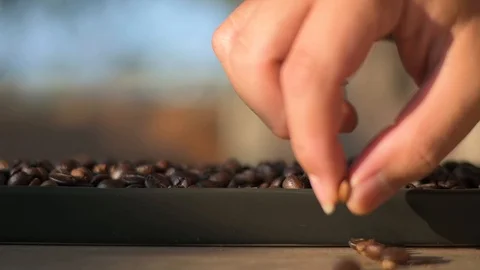 Hand picking bad roasted coffee beans Stock Footage 121132351