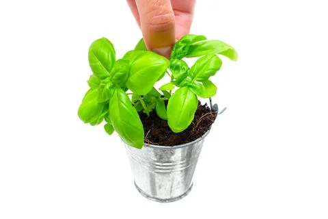 Hand Picking Basil Leaf in Planted in a Tiny Metal Bucket Stock-Fotos