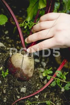 Hand Picking Beetroot In A Vegetable Bed