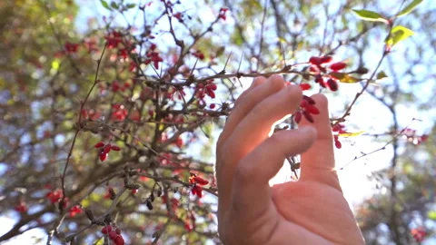 Hand Picking Berries from Tree Branch 動画素材 318895171