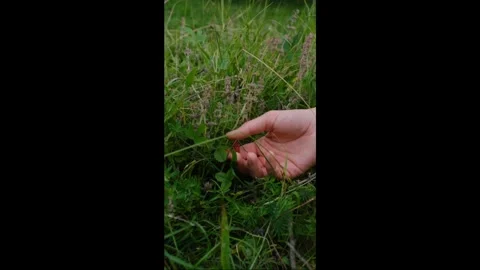 Hand picking berry Video stock 279750566