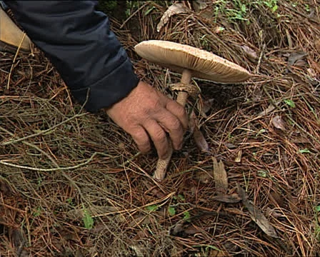Hand picking big mushroom Video stock 22688387
