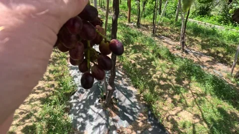 A hand is picking a black grape in a vineyard. Phan Rang, Ninh Thuan, Vietnam Stock Footage 241633048