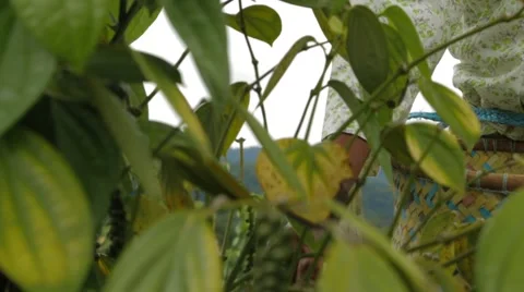 Hand Picking Black Pepper In Basket Stock Footage 61461603