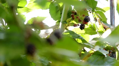 Hand Picking Off Blackberry Stock Footage 55636135
