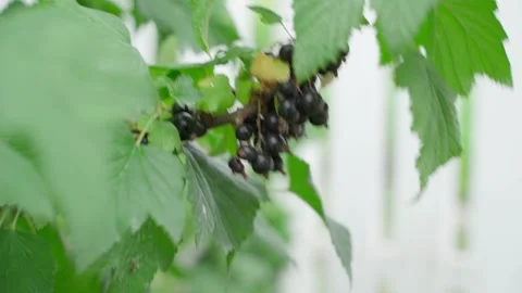 Hand picking blackcurrant crop, close-up Stock Footage 314361911