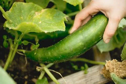 Hand picking a braising cucumber in a vegetable bed Stock Photos