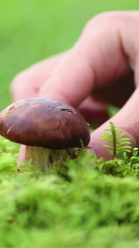 Hand picking brown mushroom from forest moss ground Video stock 318193585