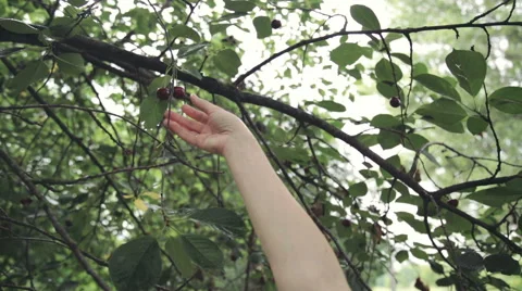 Hand picking cherries from the tree Stock Footage 51618512