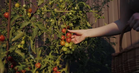 Hand picking cherry tomatoes with basket in garden Video stock 313794444
