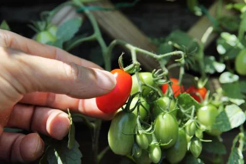 Hand picking cherry tomatoes, close-up Stock Photos