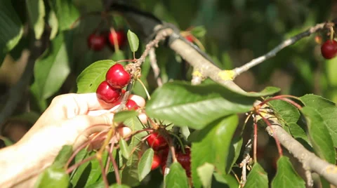 Hand picking up Cherry from a Tree Stock Footage 38403645