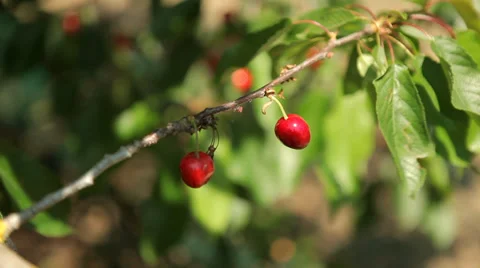 Hand picking cherry from tree Stock Footage 38408025