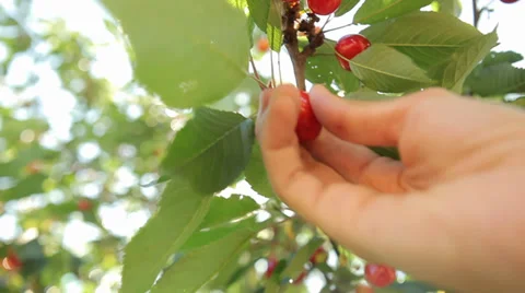 Hand picking cherry from tree Stock Footage 38442656