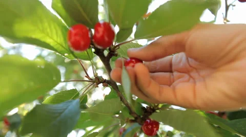 Hand picking cherry from tree Stock Footage 38442678