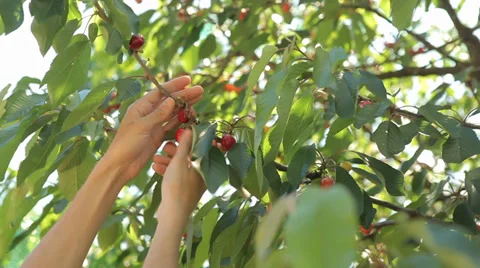 Hand picking cherry from tree Stock Footage 38458821