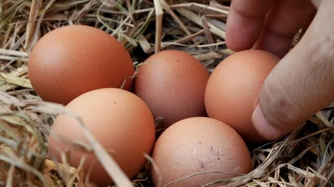 Hand picking chicken eggs from straw nest. real country life Stock Footage 122063014