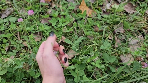 Hand is picking clover Vídeos de archivo 301997661