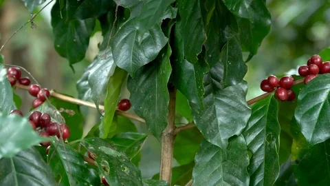 Hand picking coffee beans from branch of coffee plant Stock Footage 107868612