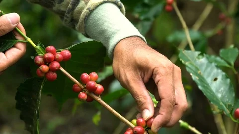 Hand picking coffee beans from branch of coffee plant Video stock 107873877
