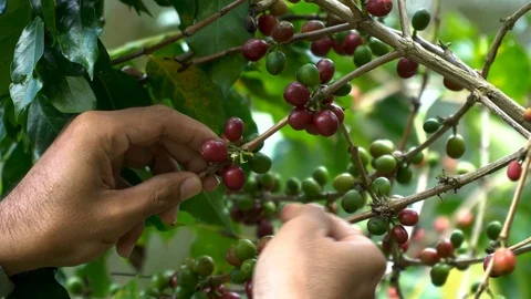 Hand picking coffee beans from branch of coffee plant Video stock 107874841