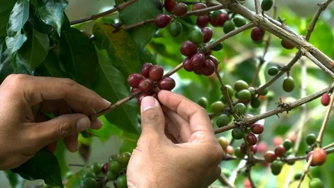 Hand picking coffee beans from branch of coffee plant Stock Footage