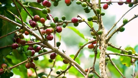 Hand picking coffee beans from branch of coffee plant Stock Footage 111614394