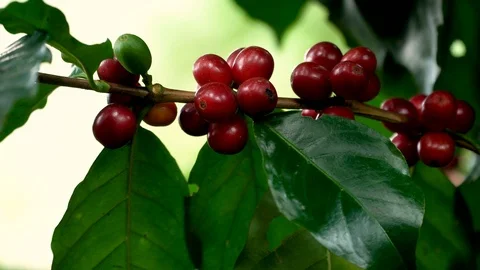 Hand picking coffee beans from branch of coffee plant Stock Footage 111615792