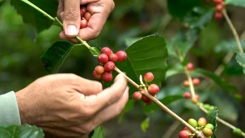 Hand picking coffee beans from branch of coffee plant Stock Footage 111616091