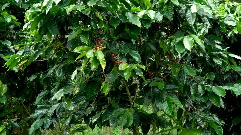 Hand picking coffee beans from branch of coffee plant Stock Footage 111618554
