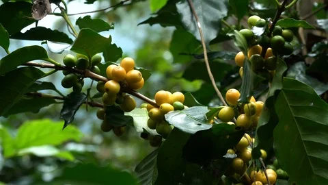 Hand picking coffee beans from branch of coffee plant Stock Footage 111632947