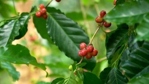 Hand picking coffee beans from branch of coffee plant Stock-Footage 112365081