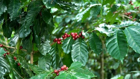 Hand picking coffee beans from branch of coffee plant Stock Footage 112812650