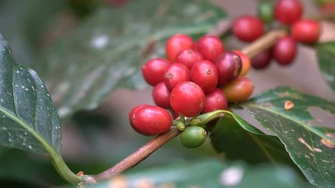 Hand picking coffee beans from branch of coffee plant Stock Footage 122434160