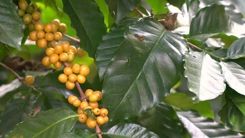 Hand picking coffee beans from branch of coffee plant Stock Footage 122434406
