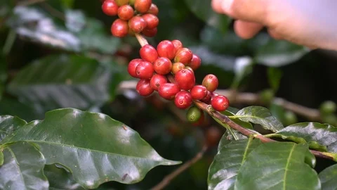 Hand picking coffee beans from branch of coffee plant Stock Footage 122434427