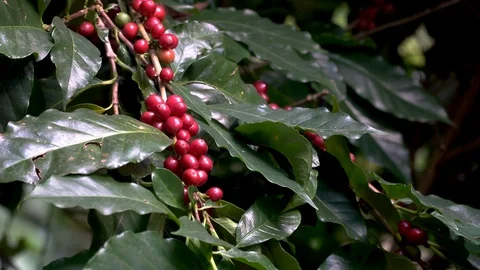 Hand picking coffee beans from branch of coffee plant Stock Footage 123405645